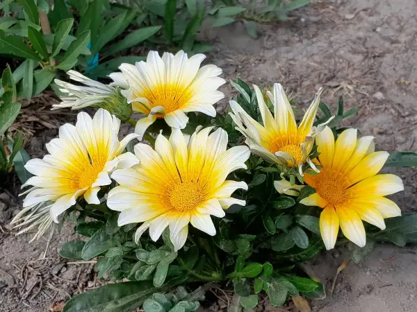 Blumen: Gazania rigens