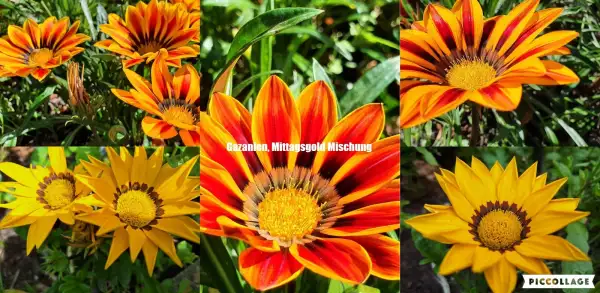 Blumen: Gazanien - Mittagsgold