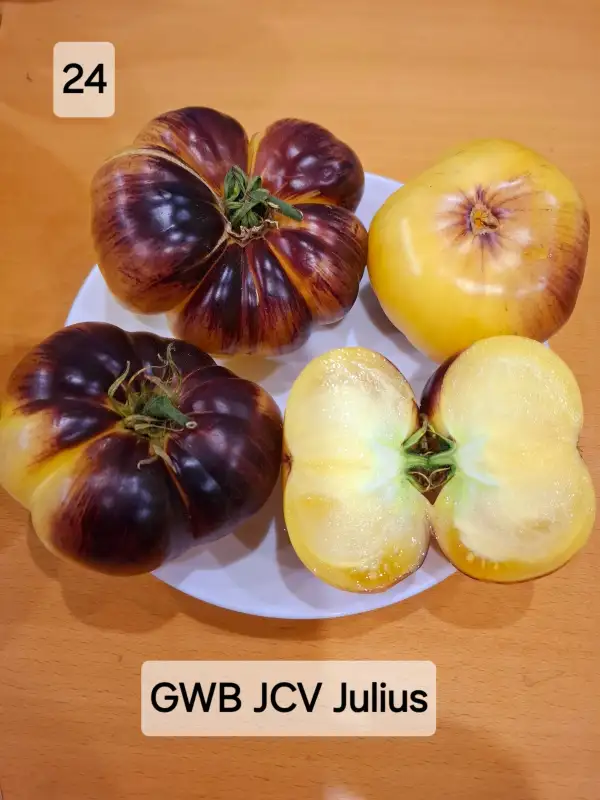 Tomaten: GBW JCW Julius