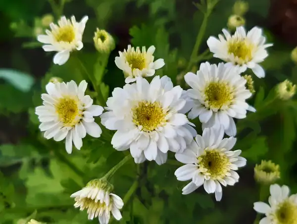 Blumen: Gefülltes Mutterkraut, tanacetum parthenium