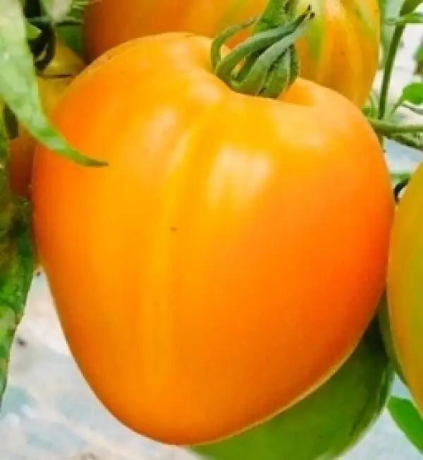Tomaten: Gelb/orangenes Ochsenherz