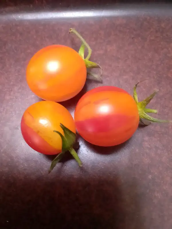 Tomaten: Gelb rot gestreift unbekannt