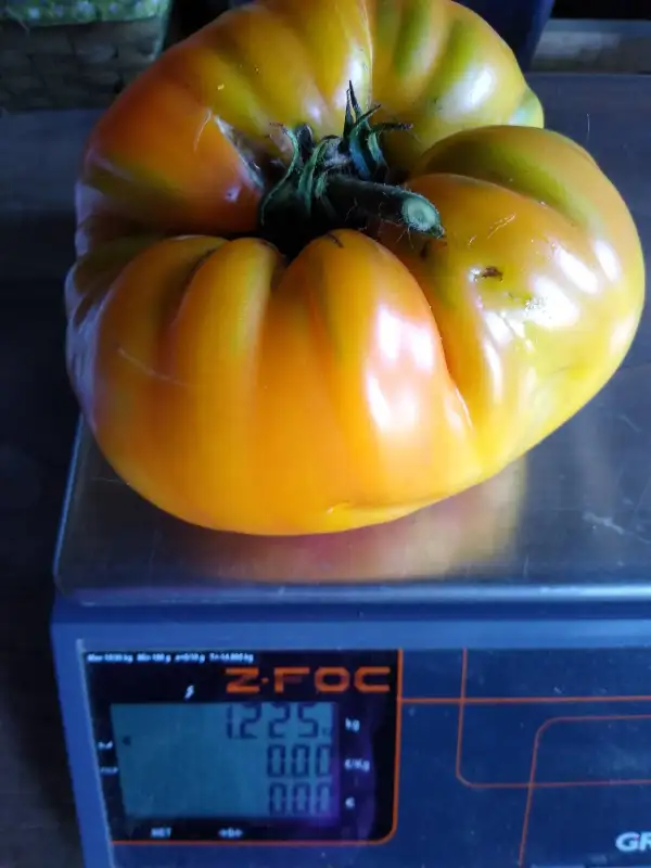 Tomaten: Gelbe Ananas-Tomate