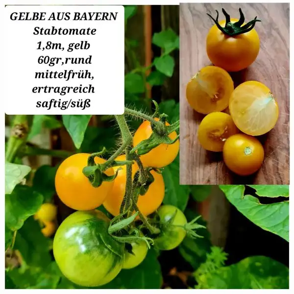 Tomaten: GELBE AUS BAYERN