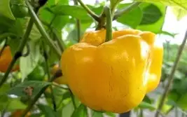 Chili / Paprika: gelbe Baumchili