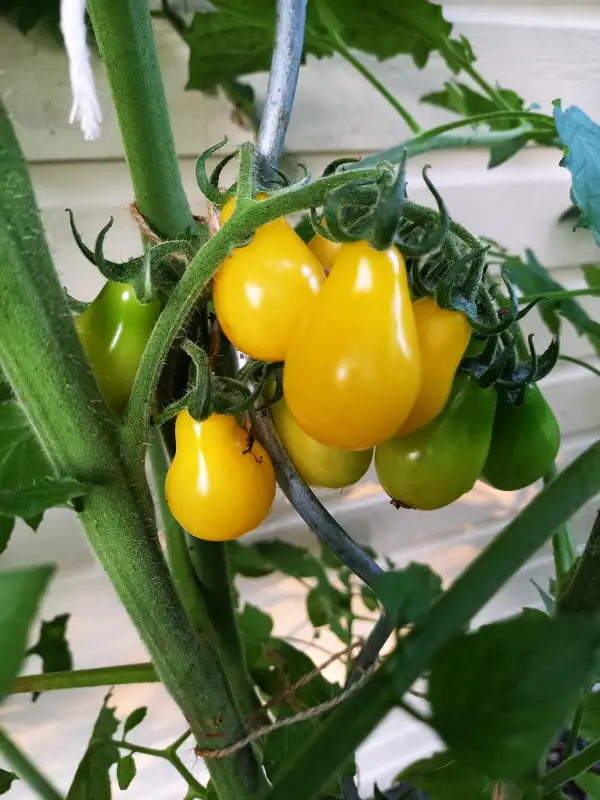 Tomaten: Gelbe Birnchen