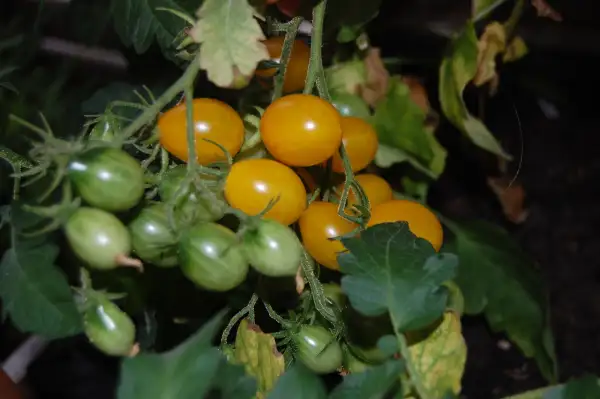 Tomaten: Gelbe Birne