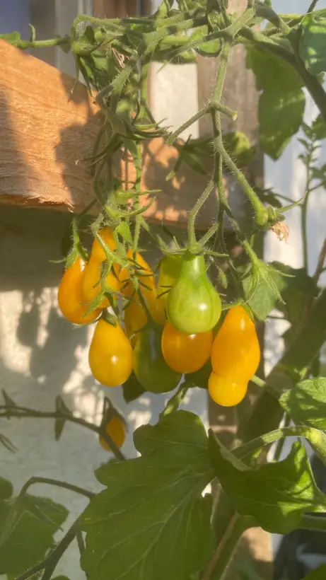 Tomaten: Gelbe Birnenförmige