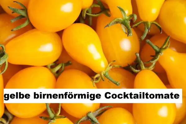 Tomaten: gelbe birnenförmige Cocktailtomate (15 Stück)