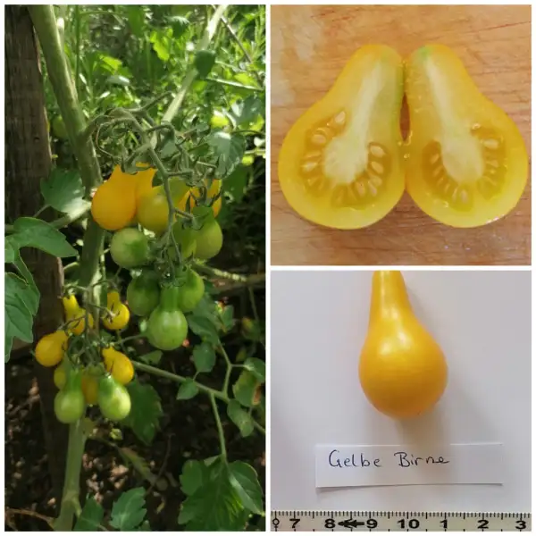 Tomaten: Gelbe Birnentomate