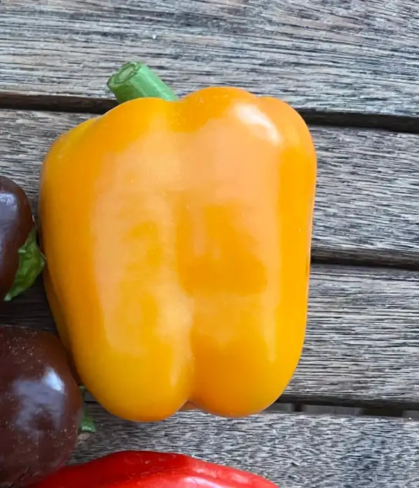 Chili / Paprika: Gelbe Blockpaprika