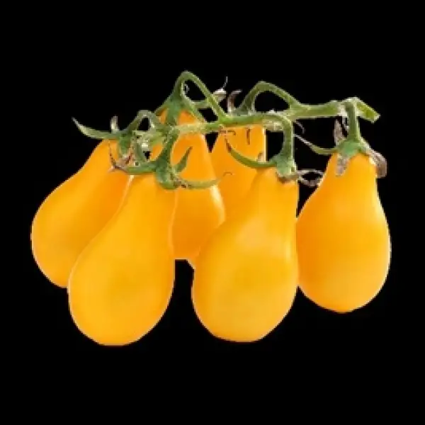 Tomaten: Gelbe Cherrytomate- Yellow Pearshaped