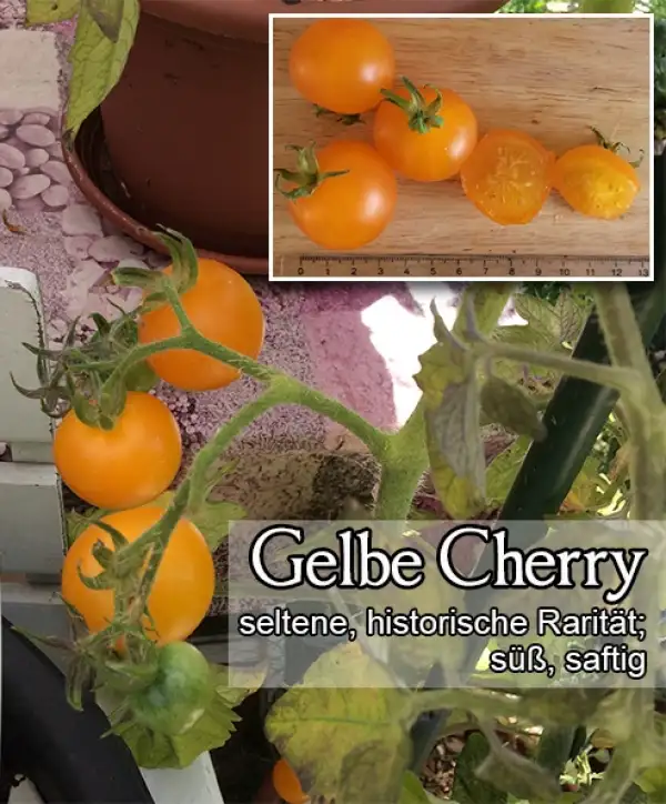 Tomaten: Gelbe CherryTomate