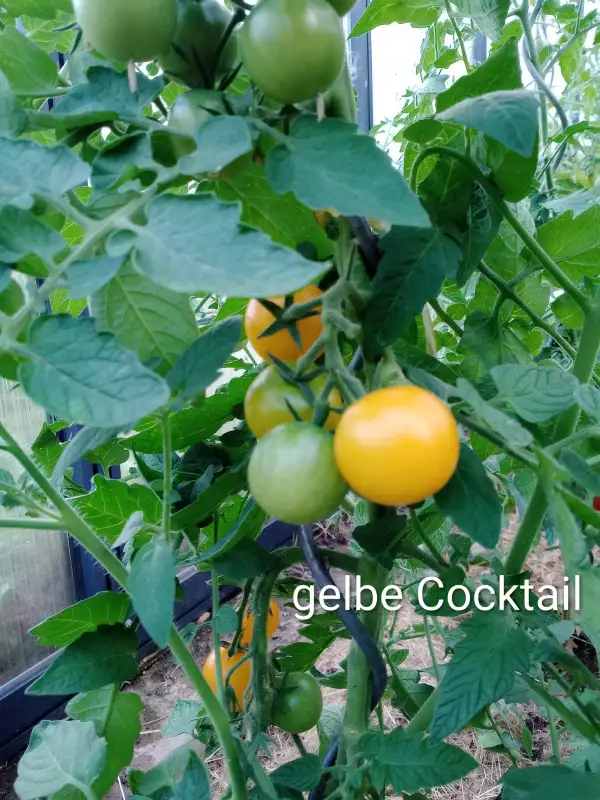 Tomaten: Gelbe Cocktail