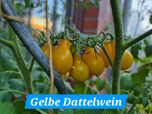 Tomaten: Gelbe Dattelwein