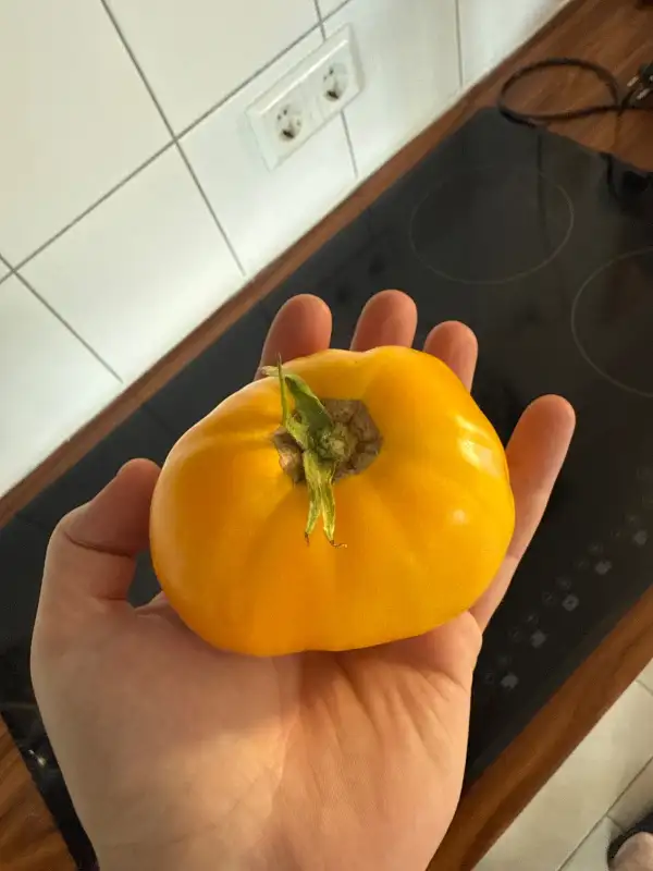 Tomaten: Gelbe Fleischtomate