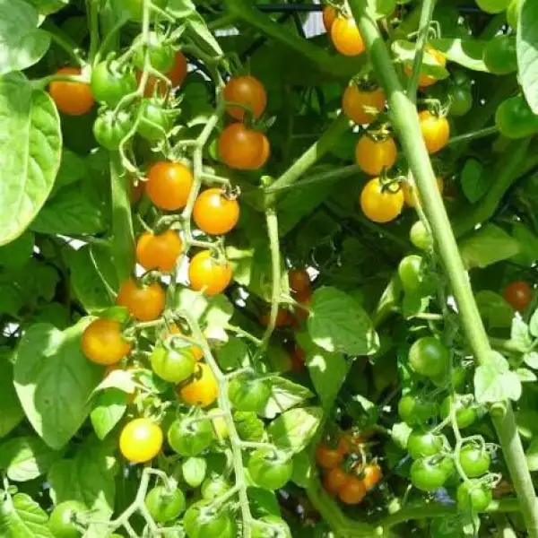 Tomaten: Gelbe Johannesbeere