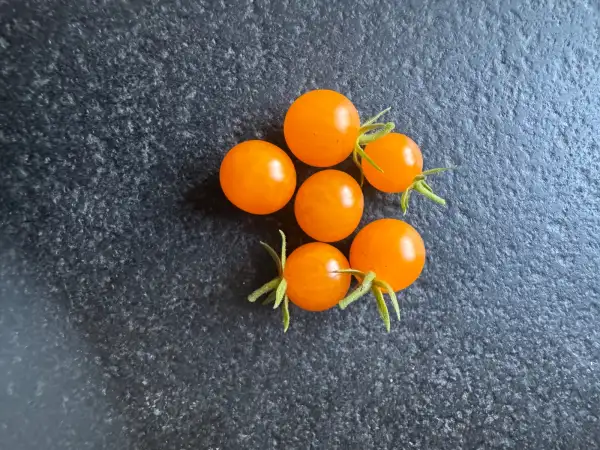 Tomaten: Gelbe Johannisbeer