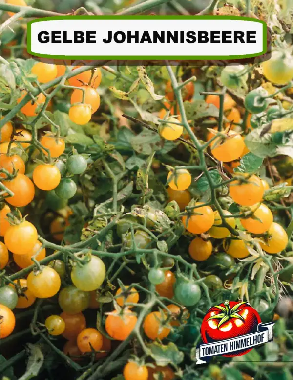 Tomaten: Gelbe Johannisbeere