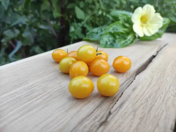 Tomaten: Gelbe Johannisbeere