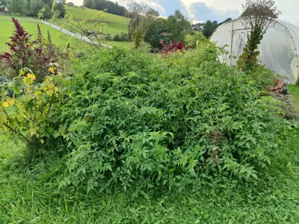 Tomaten: Gelbe Johannisbeere