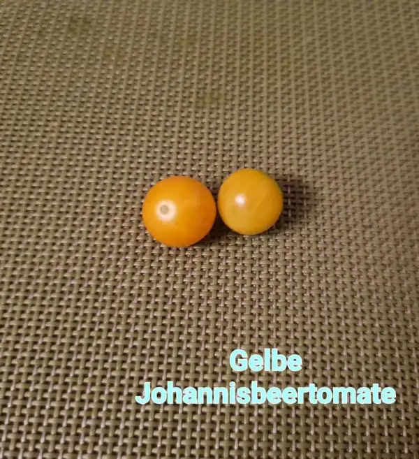 Tomaten: Gelbe Johannisbeertomate