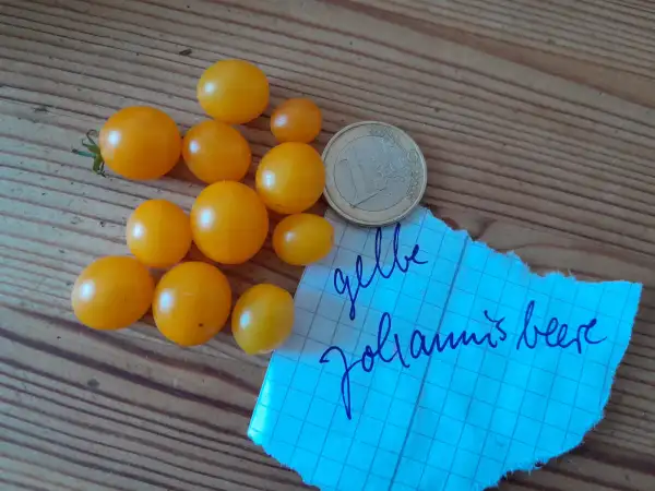 Tomaten: Gelbe Johannisbeertomate, auch Golden Currant