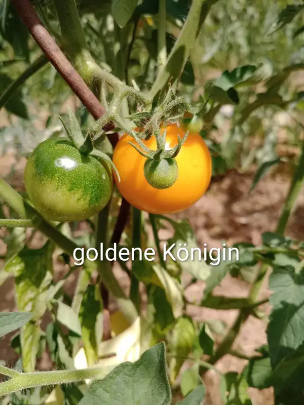 Tomaten: Gelbe Königin