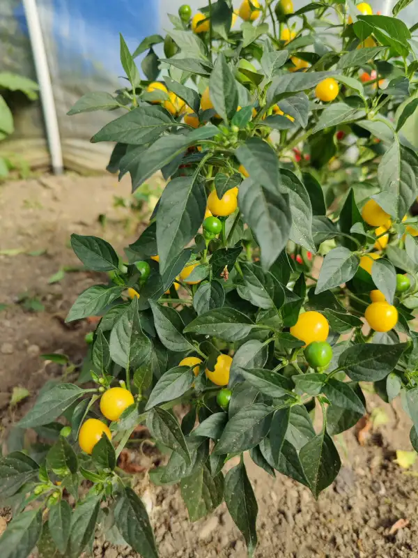 Chili / Paprika: Gelbe Kirsche