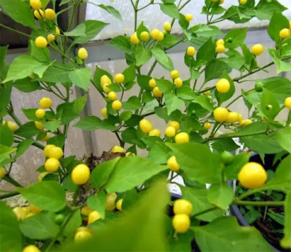 Chili: Gelbe Kirsche