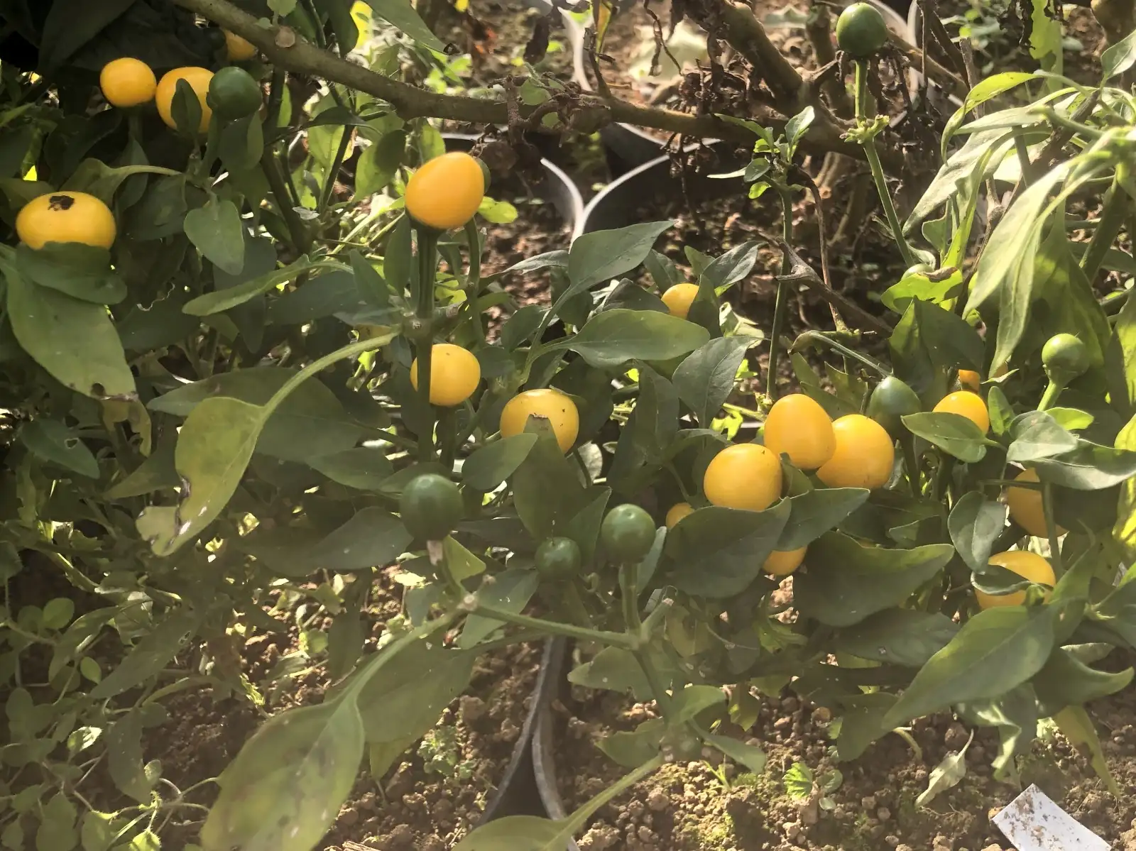 Chili / Paprika: gelbe Kirschen