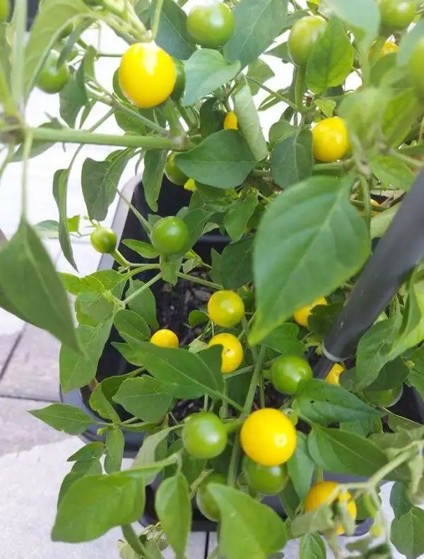 Chili / Paprika: gelbe Kirschen