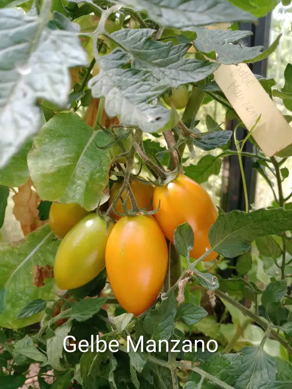 Tomaten: Gelbe Manzano