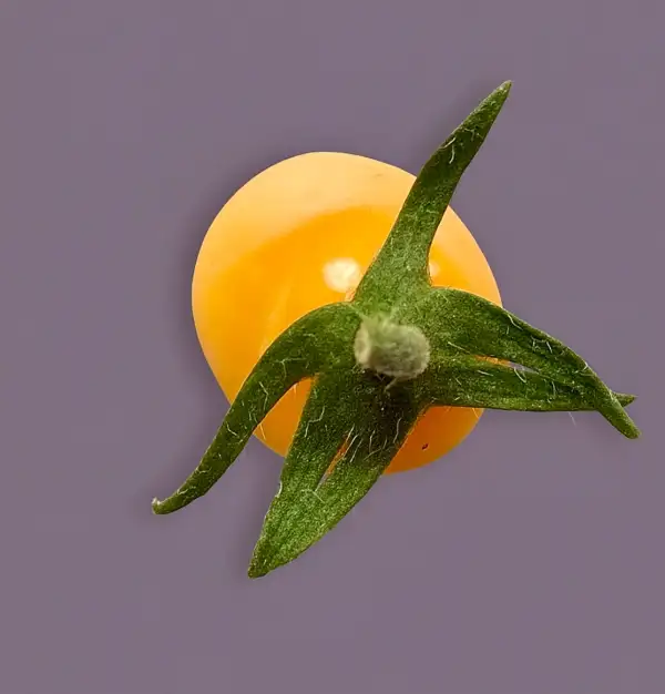 Tomaten: Gelbe Pflaumentomate