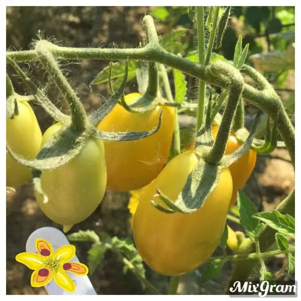 Tomaten: Gelbe San Marzano