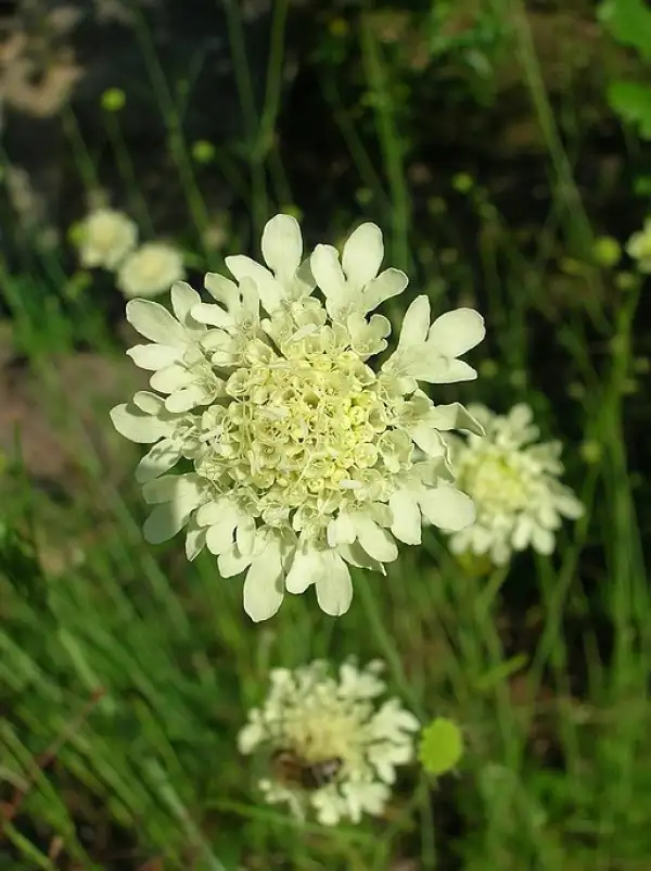 Blumen: gelbe Skabiose