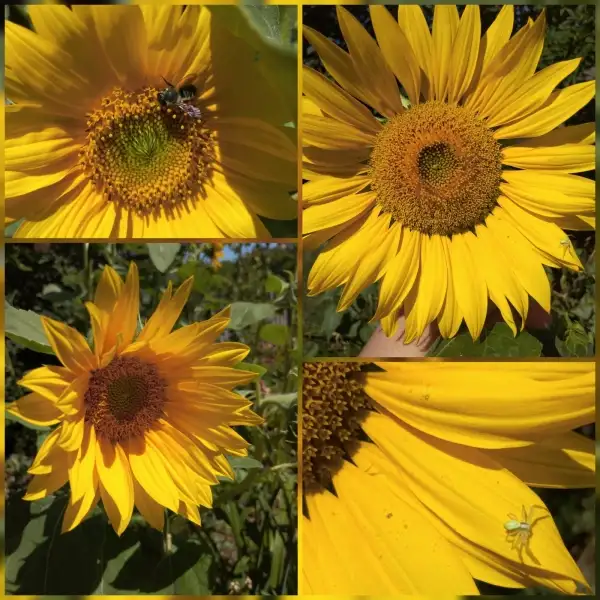 Blumen: Gelbe Sonnenblume