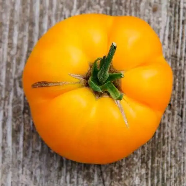 Tomaten: Gelbe Österreicher