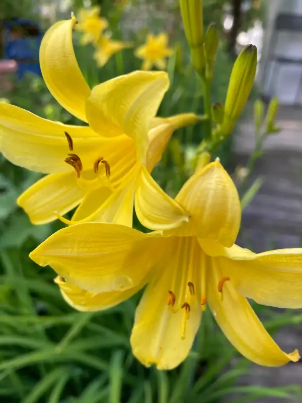 Blumen: Gelbe Taglilien