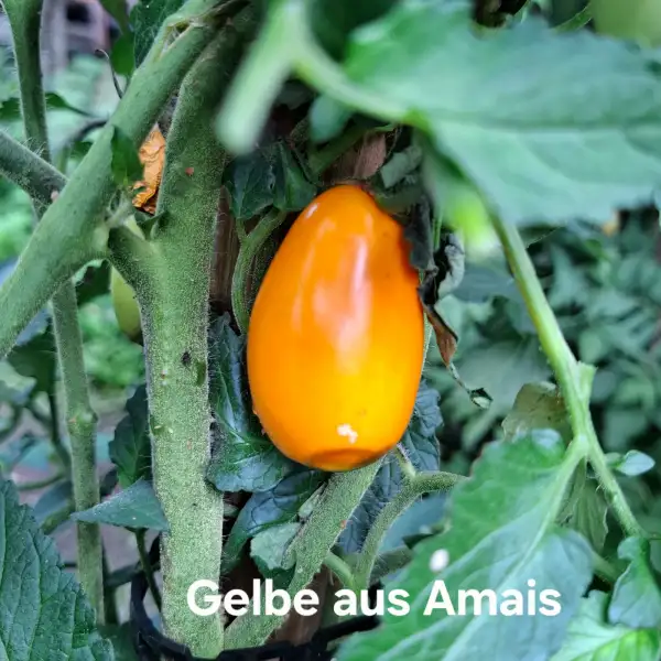 Tomaten: Gelbe Tomate aus Amais