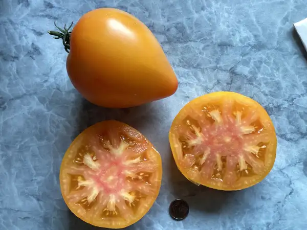 Tomaten: Gelbe von Canet