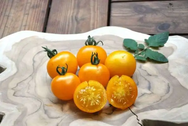 Tomaten: Gelbe von Thun