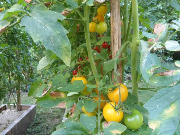 Tomaten: Gelbe von Thun ( Kat# 2650 )