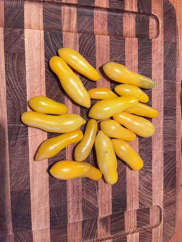 Tomaten: Gelbe Würmchen