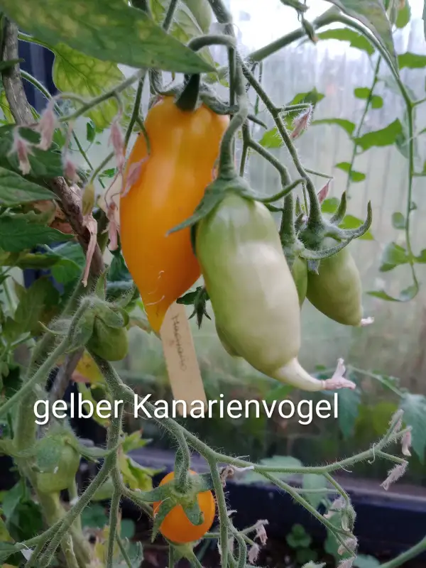 Tomaten: Gelber Kanarienvogel