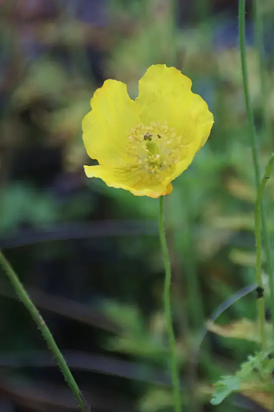 Blumen: Gelber Scheinmohn