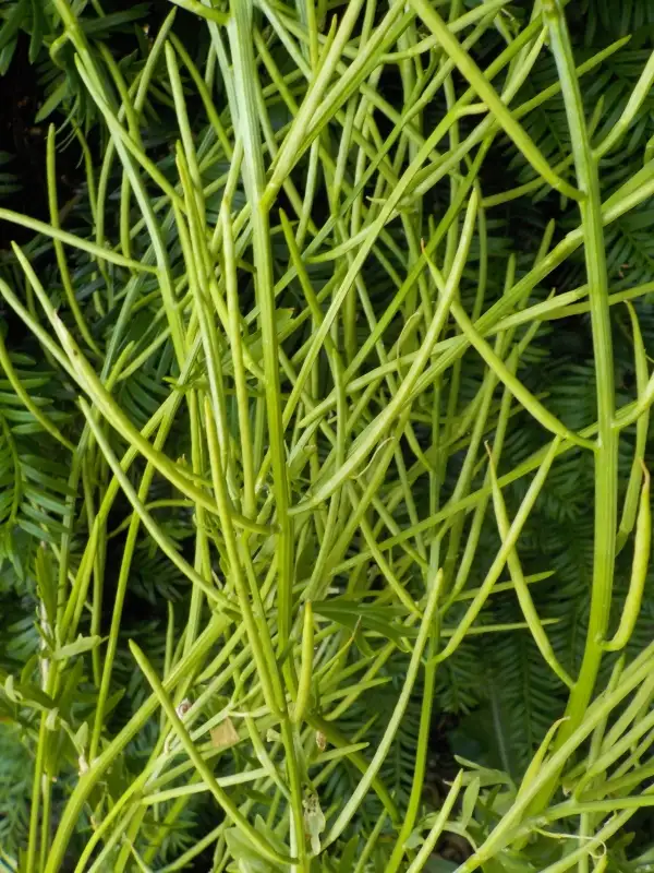 Stauden / Gehölz: Gelber Steinklee- Meliotus officinalis   Sehr schöne Bienenpflanze