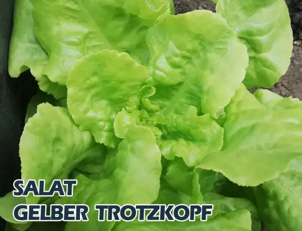 Salate: gelber Trotzkopf