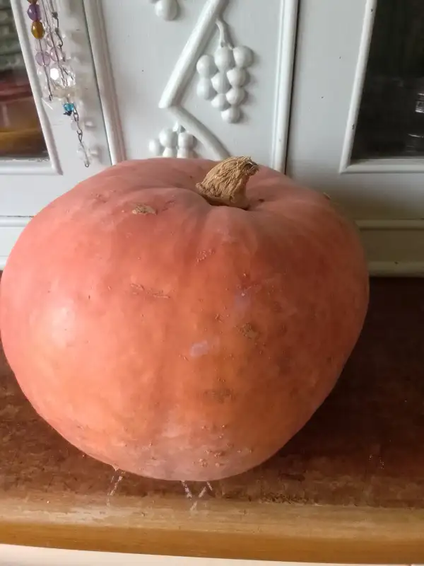 Kürbisse: Gelber Zentner