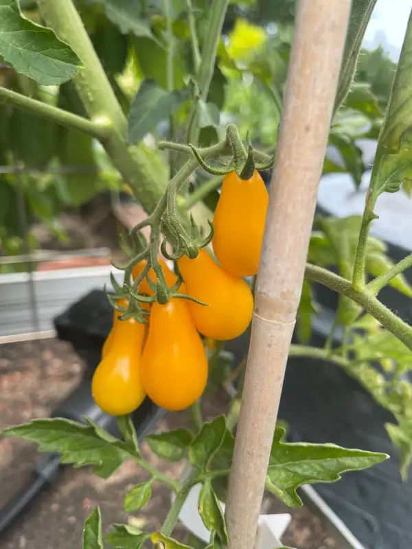 Tomaten: Gelbes Birnchen - Buschtomate